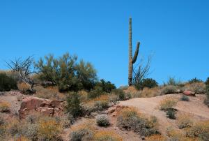 Superstition Mountain Saguaro